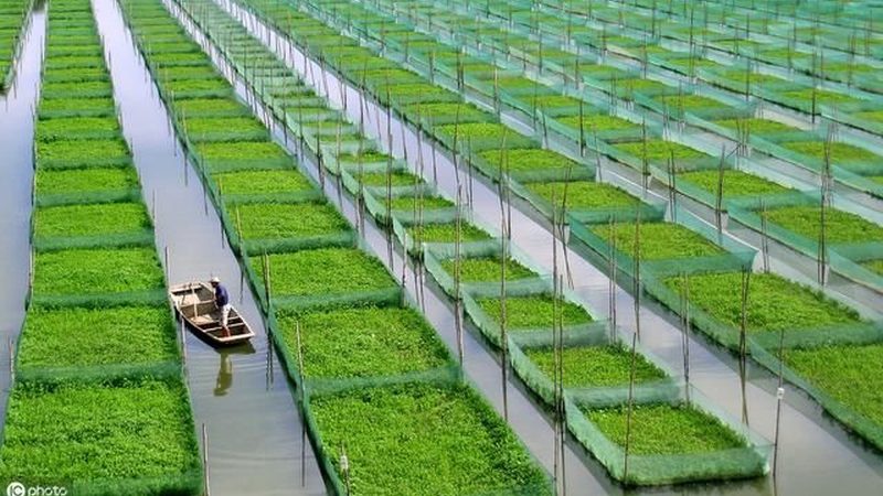水果种植龙头企业的崛起与启示
