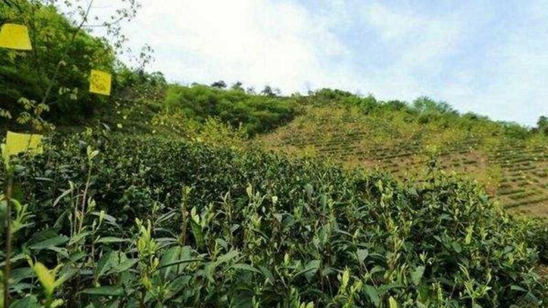 农业种植技术学习的路径与关键步骤