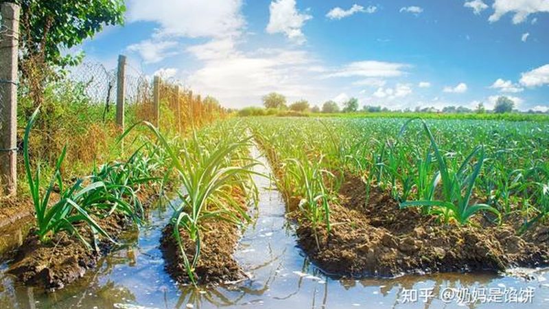 供应链和销售渠道是农业项目盈利的关键。在评估价格时，可以从以下方面进行考察：