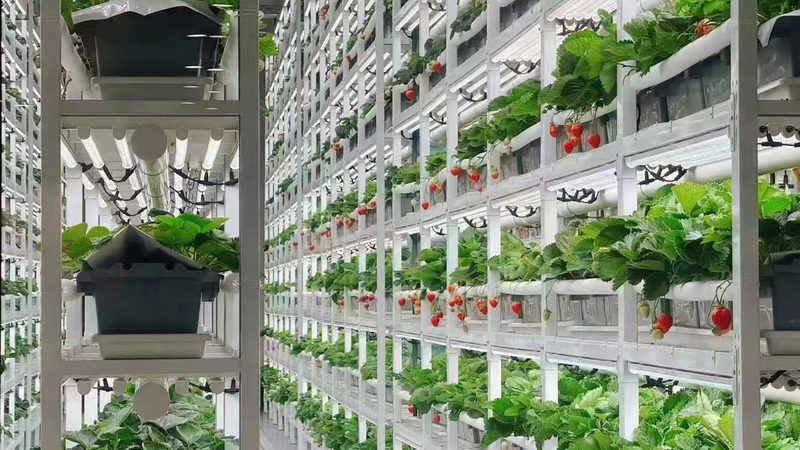 粮食种植的优缺点：解析可持续农业的未来之路