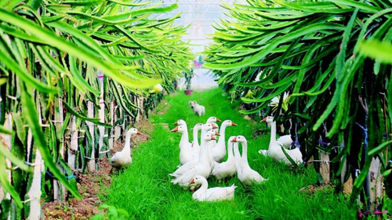 土壤改良，粮食种植的根基